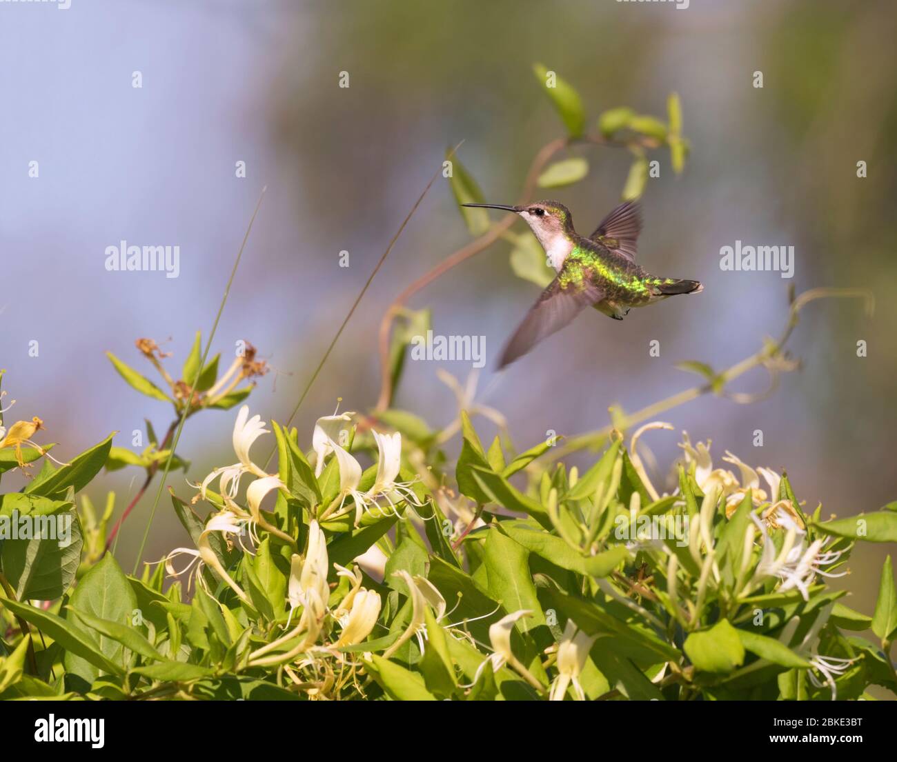 Volando sobre la flor de honeysackle hembra de colibrí de garganta rubí Foto de stock