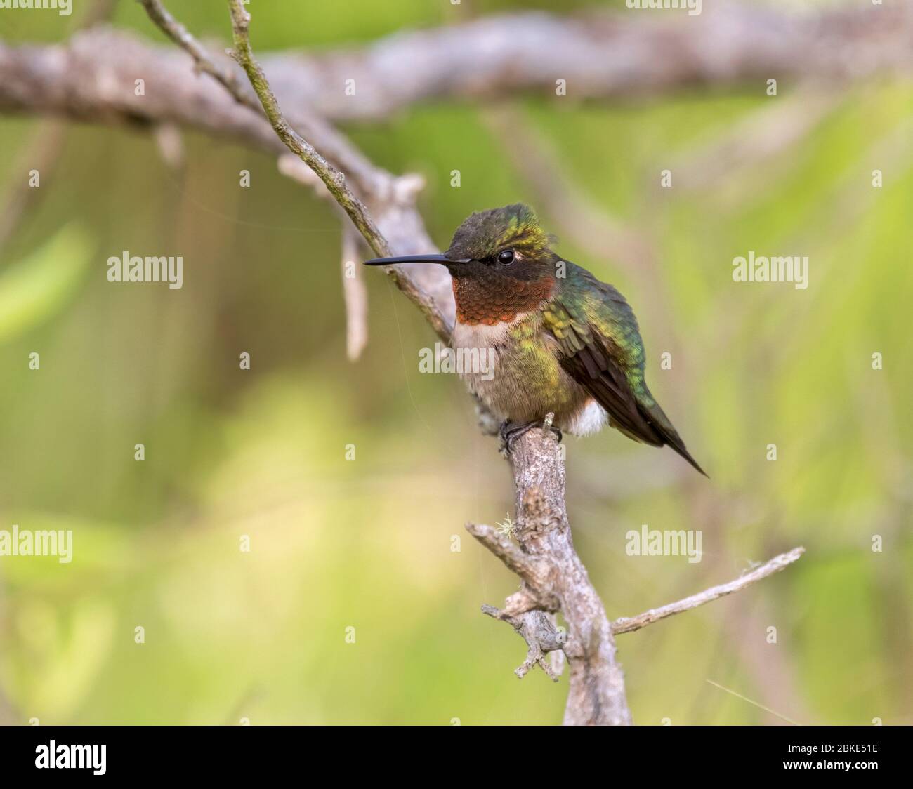 Macho de colibrí de garganta rubí encaramado en la rama Foto de stock