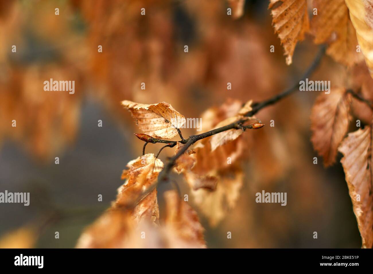 brote en un árbol de haya en otoño Foto de stock