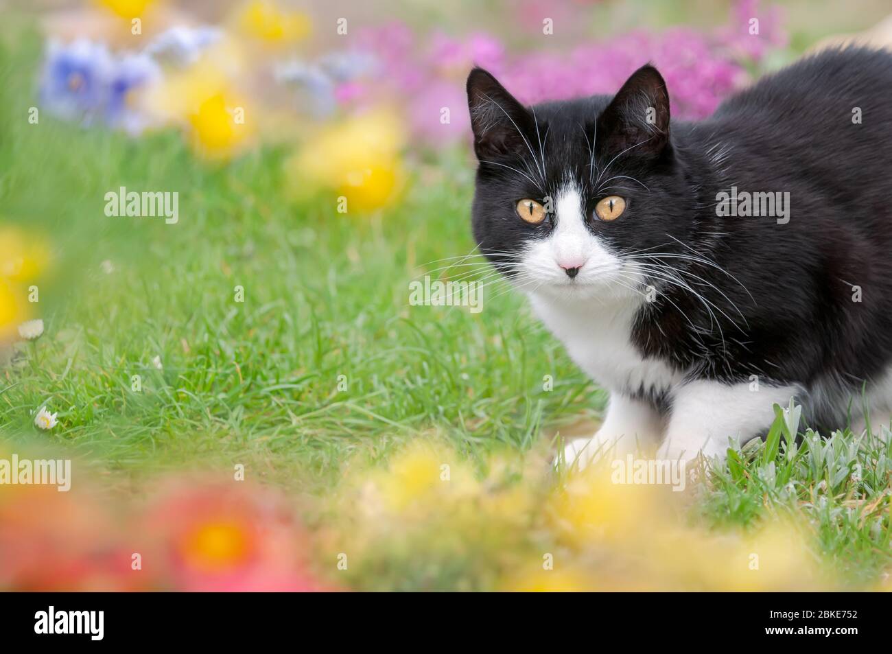Lindo gato, tuxedo patrón bicolor blanco y negro Shortair europeo, posando en un prado verde de hierba rodeado de flores coloridas en la primavera de Alemania Foto de stock