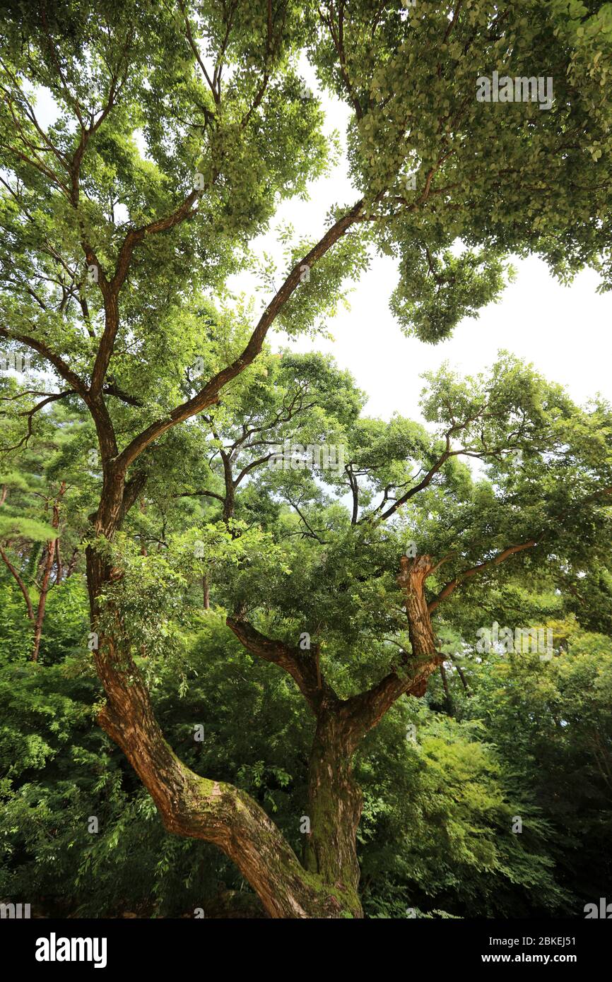 Gran árbol en el bosque Foto de stock