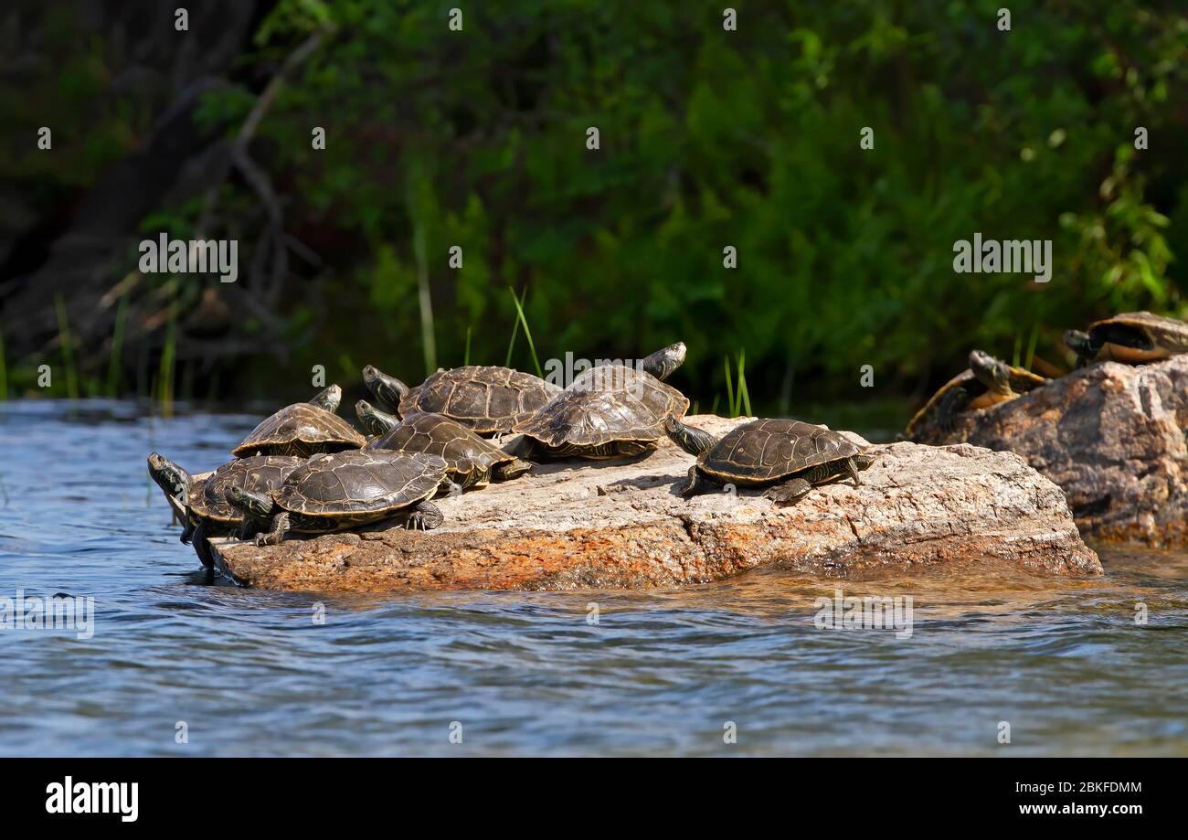 Mapa del Norte Tortugas descansando en una roca bajo el sol en Buck Lake, Ontario, Canadá Foto de stock