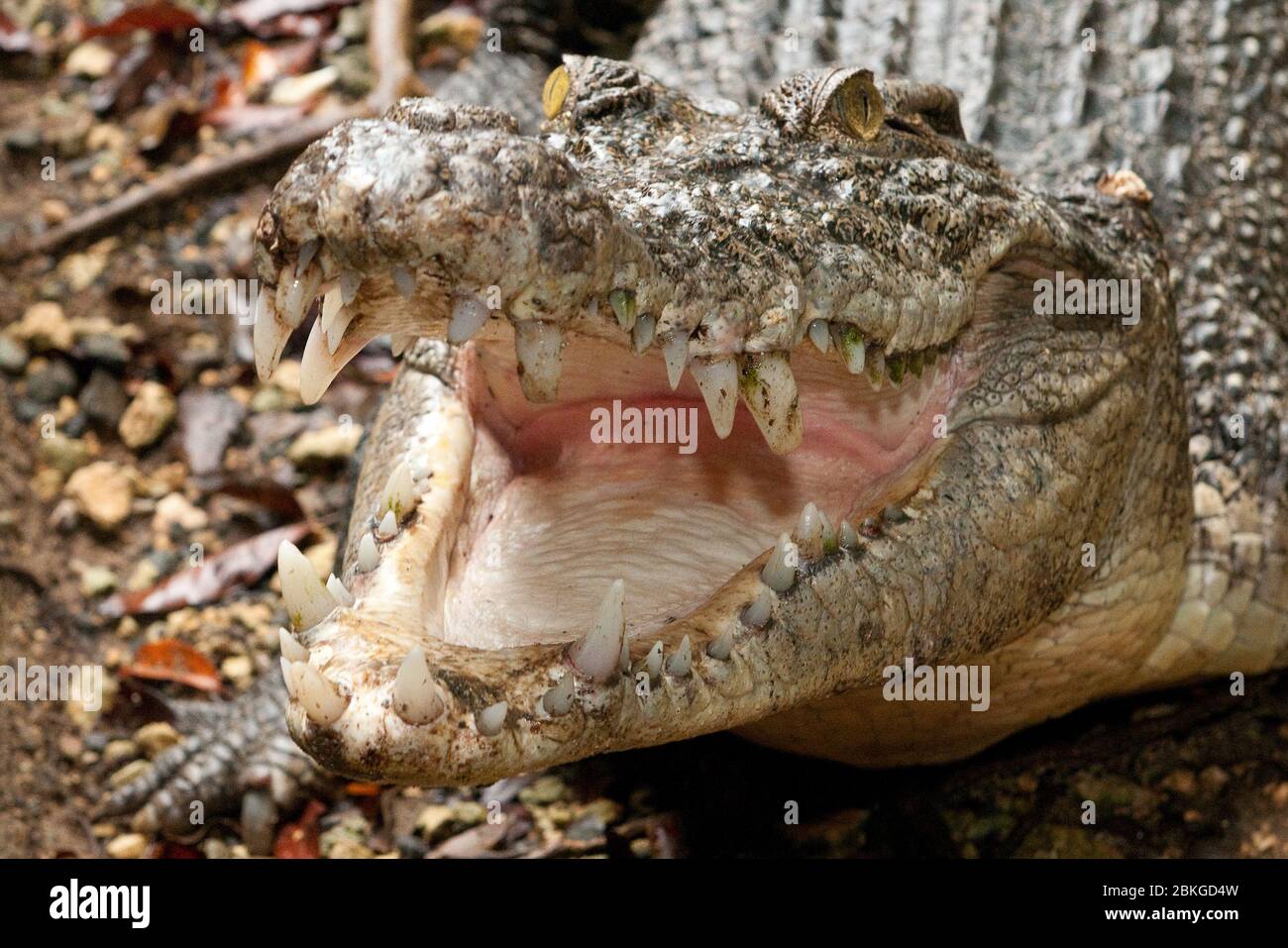 Leistenkrokodil, Salzwasserkrokodil (Crocodylus porosus) faucht und reißt Maul auf, Australien Foto de stock