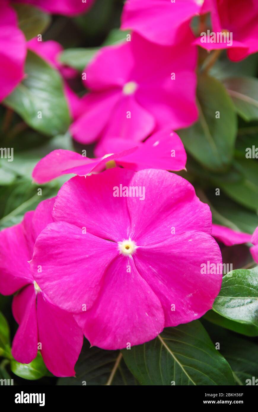 flores de vinca del follaje, flores de vinca de rosa (perwinkle de  madagascar), vinca en maceta Fotografía de stock - Alamy