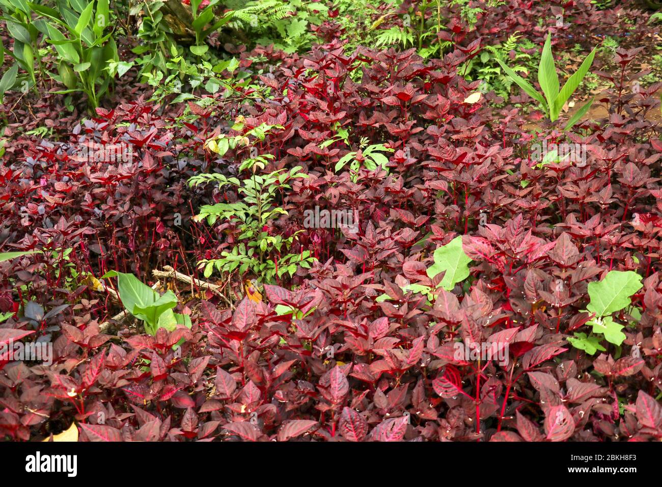 Hojas de Cordyline fruticosa, Cordyline terminalis o planta TI. Hoja roja forma rosada creciendo en la selva. Vegetación rica. Hojas rojas y verdes. La mejor t Foto de stock