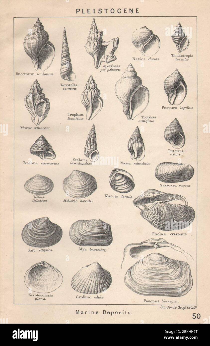 FÓSILES BRITÁNICOS. Pleistoceno - depósitos marinos. STANFORD 1907 impresión antigua Foto de stock