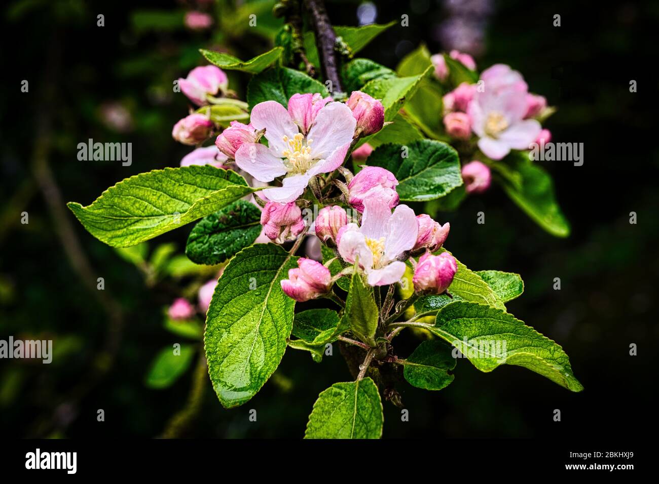 Flores de manzana rosa resaltadas por un sol cálido sobre un fondo oscuro Foto de stock