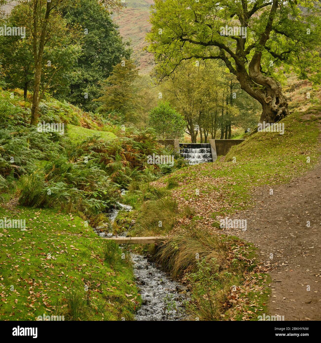 Arroyo que conduce a través del valle otoñal para weir junto a un árbol viejo roñado cerca del embalse del valle del molino de carding en Shropshire Foto de stock