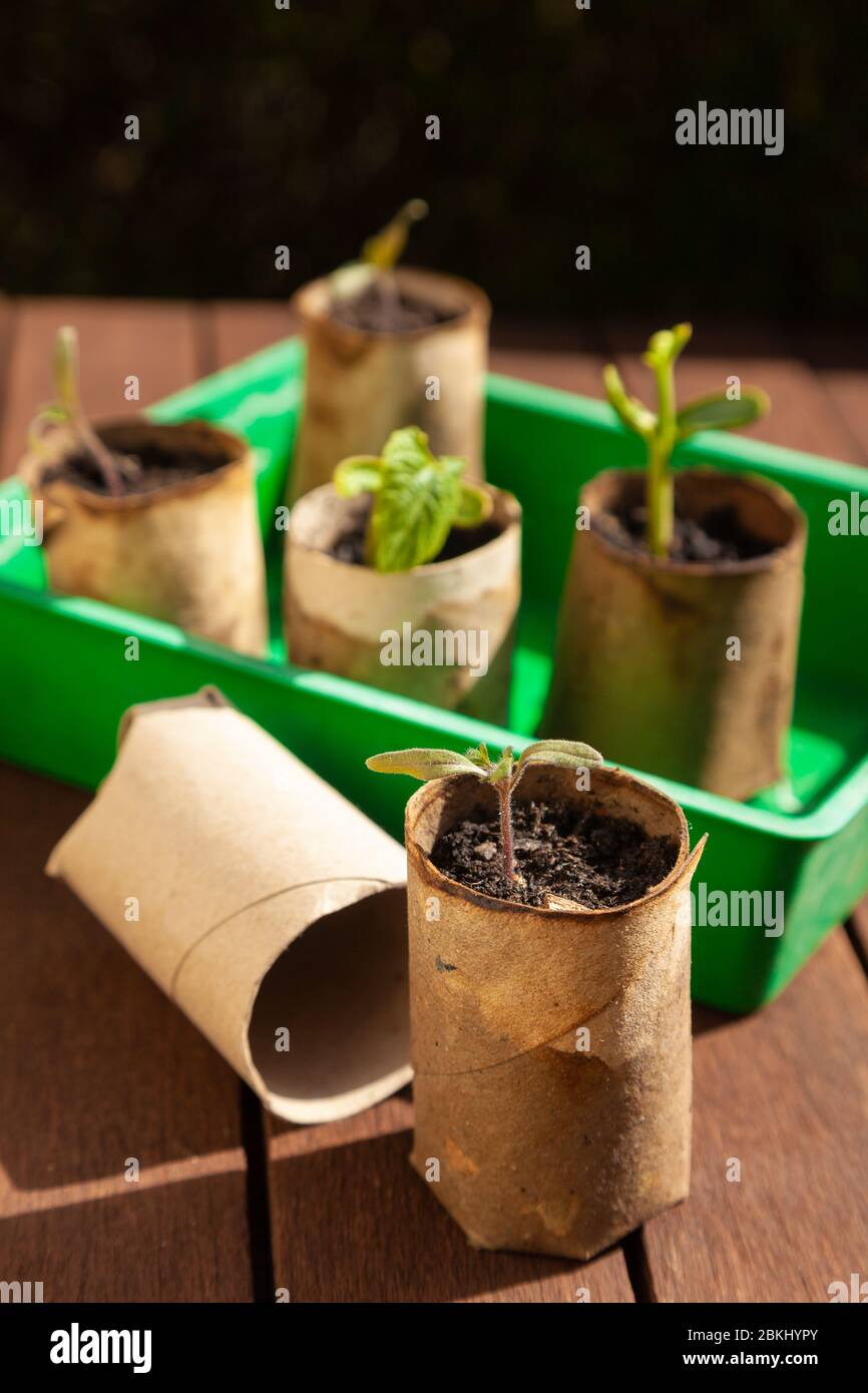 Macetas de papel reciclado jardineria fotografías e imágenes de alta  resolución - Alamy