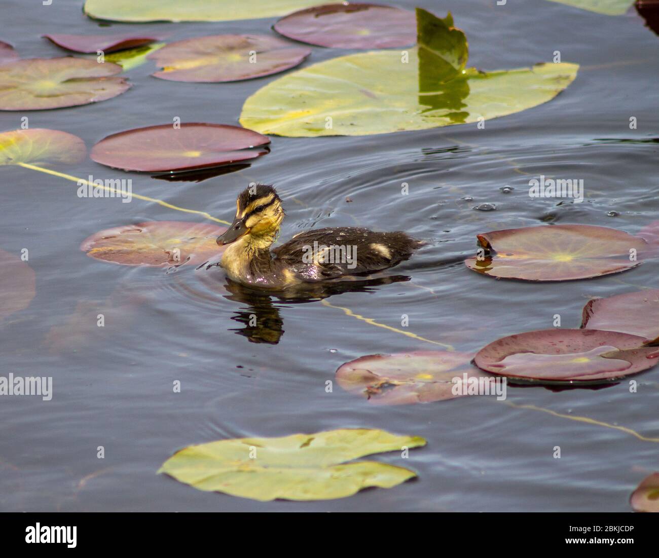 Pato de pato de Mallard nadando a través de lilly pads Foto de stock