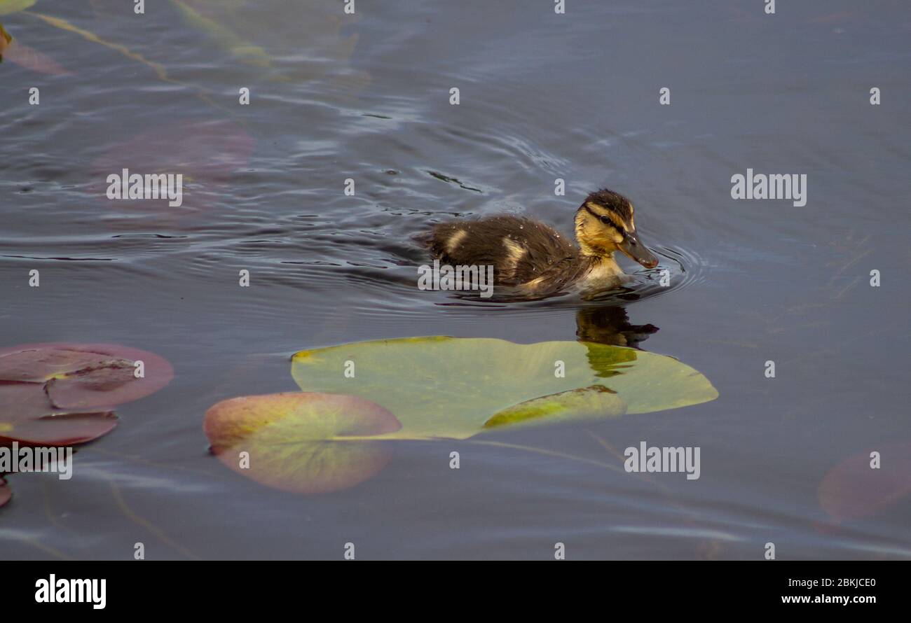 Pato de pato de Mallard nadando a través de lilly pads Foto de stock