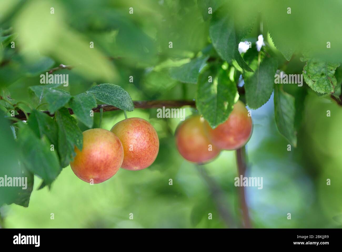 árbol de ciruelas fotografías e imágenes de alta resolución Alamy