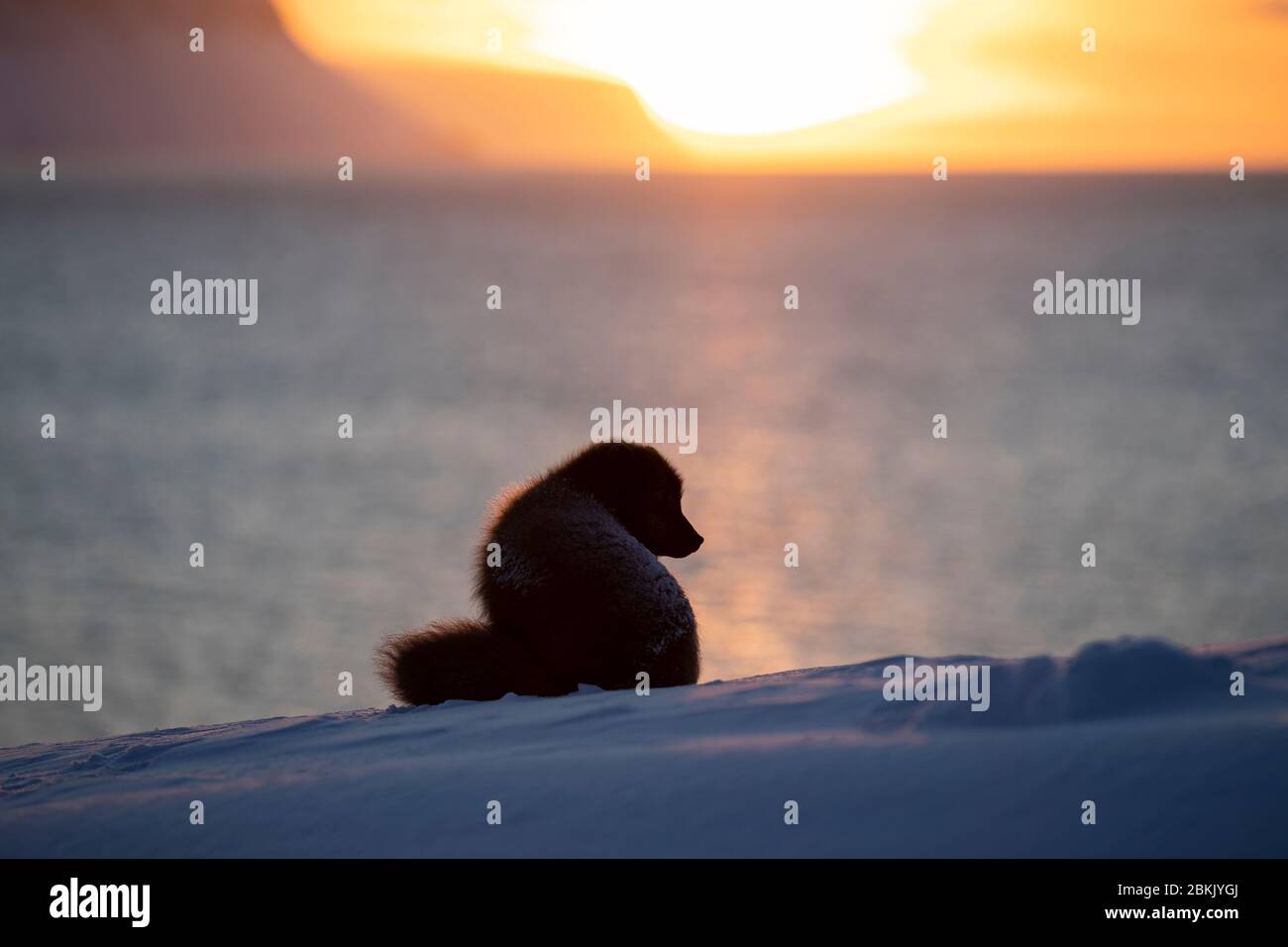 Zorro ártico (Vulpes lagopus) mirando la puesta de sol Foto de stock