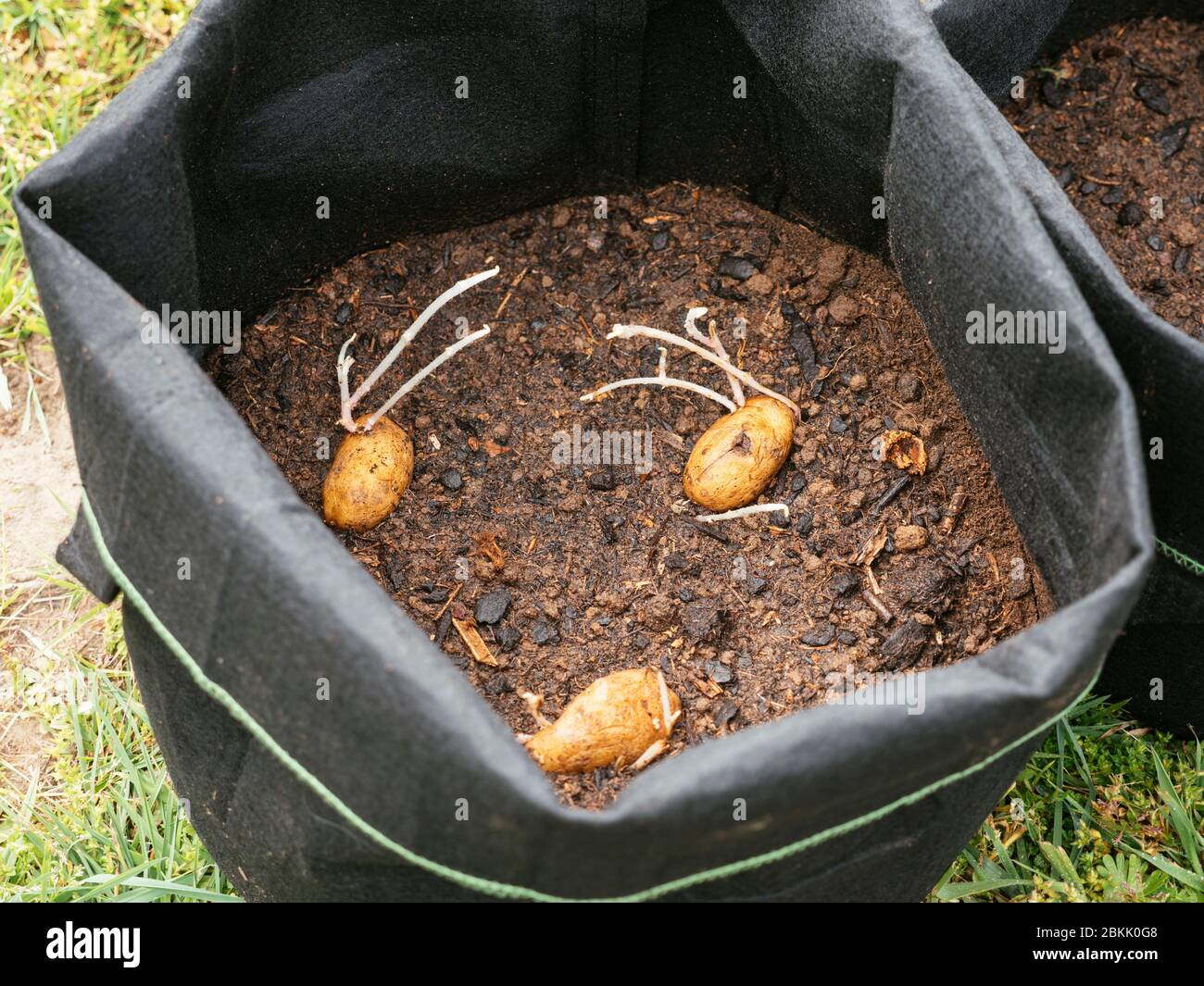 Patatas plantadas en una bolsa de cultivo Foto de stock