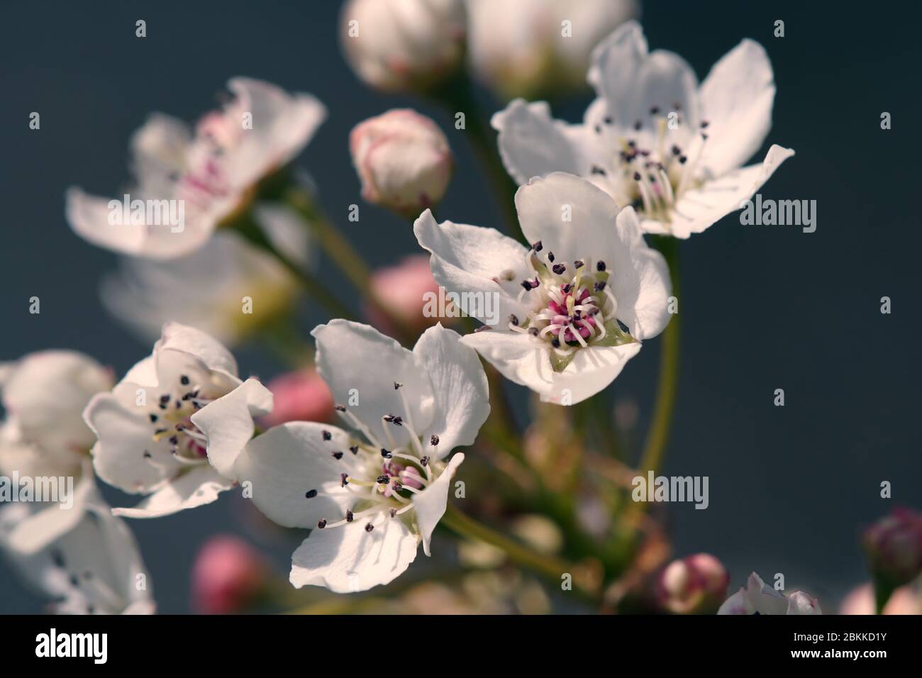 florece manzana Foto de stock