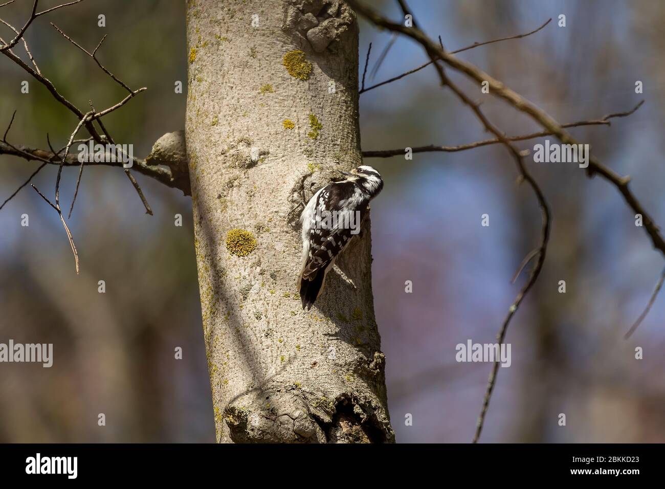 Un carpintero de baja. En el resorte los pájaros carpinteros hacen agujeros  en el árbol, de los cuales fluye savia dulce que beben y obtienen los  nutrientes necesarios Fotografía de stock -