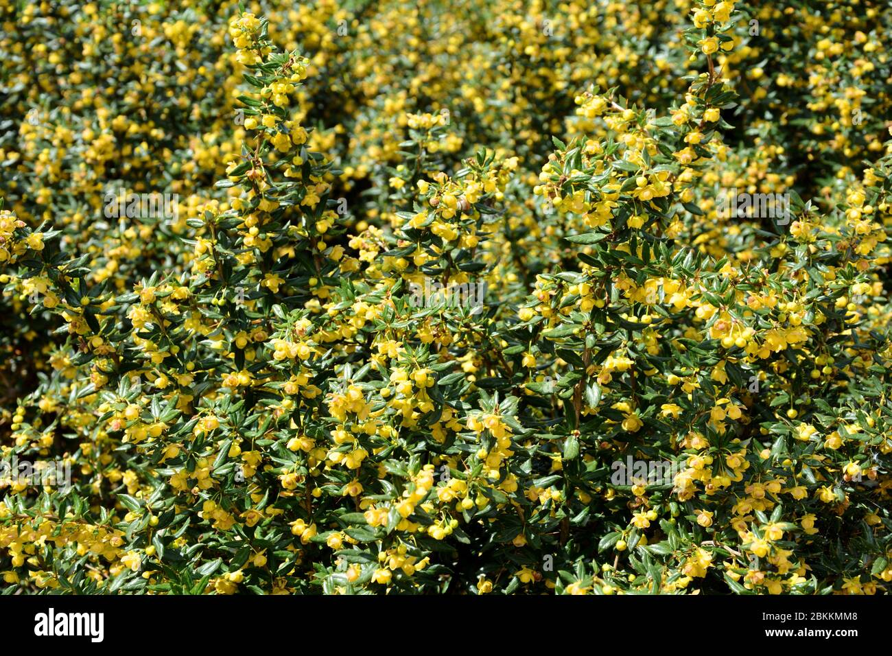 Flores amarillas en el jardín Foto de stock