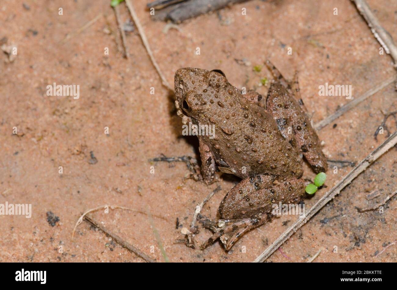 La rana de cricket de Blanchard, Acis blanchadi Foto de stock