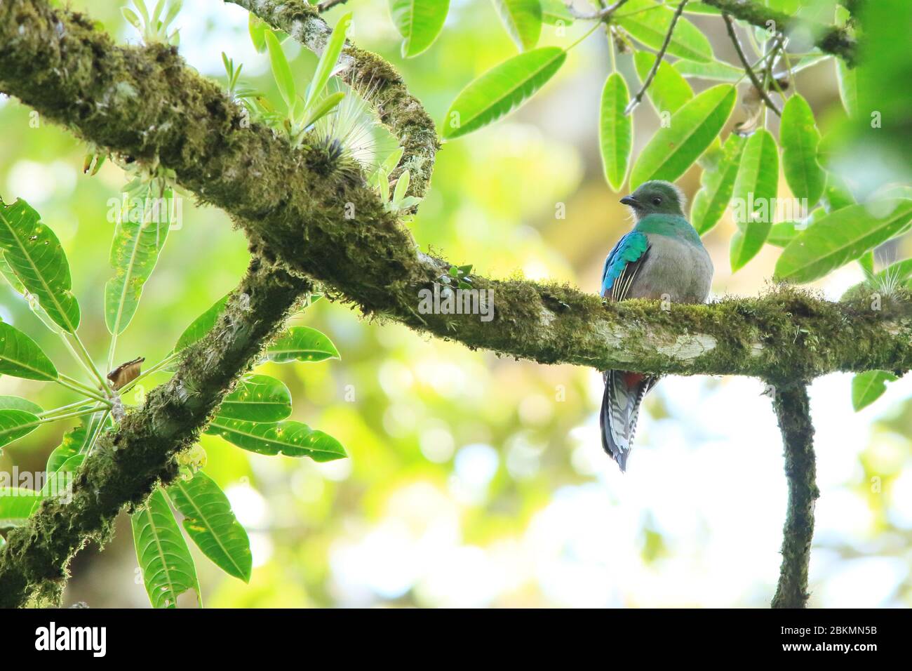 Quetzal (Pharomachrus mocinno) en bosque nuboso, Parque Nacional la Amistad, Costa Rica. Foto de stock