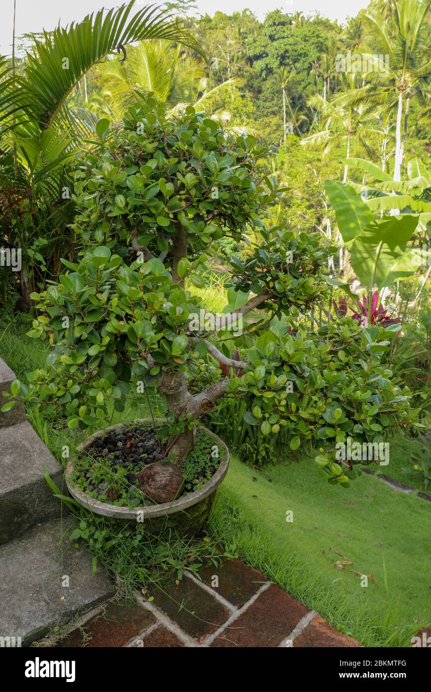 Pequeño bonsai en el jardín tropical de Bali. Puerta de árbol pequeño a la  luz del sol. Árbol de bonsai verde y único. Bonsai verde en maceta de  flores Fotografía de stock -