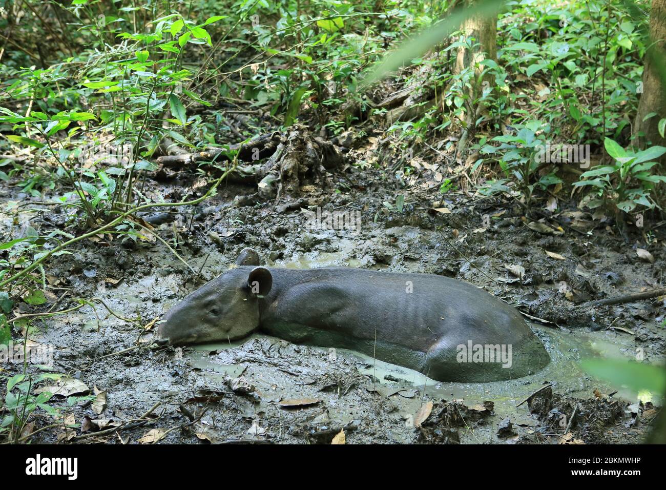 Tapir de Baird (Tapirus bairdii) descansando en el barro de un arroyo de selva semi-seca. Estación de Guardaparques Sirena, Parque Nacional Corcovado, Osa, Costa Rica Foto de stock