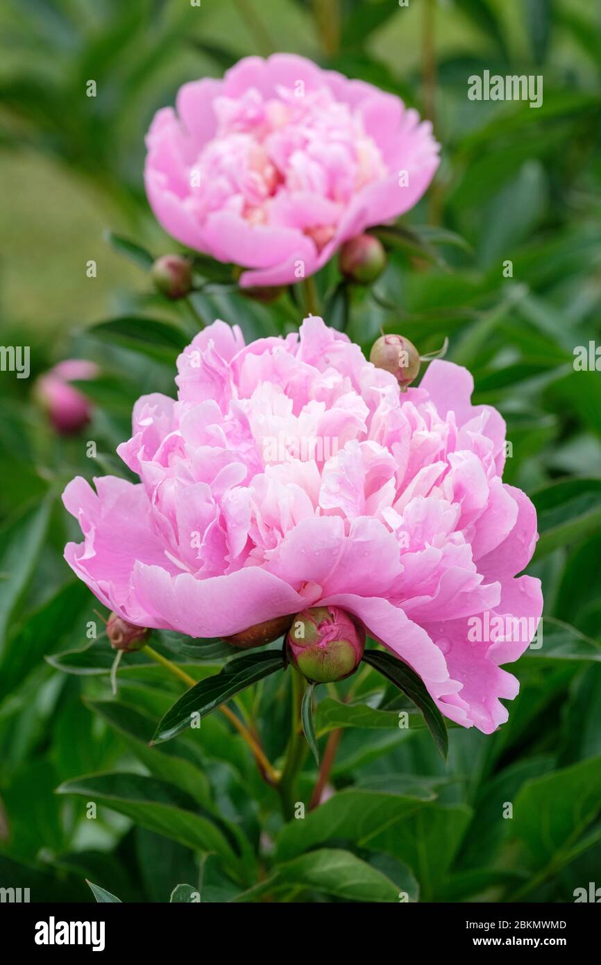 Dos flores rosas de peonía 'Monsieur Jules Elie'. Paeonia lactiflora Monsieur Jules Elie Foto de stock