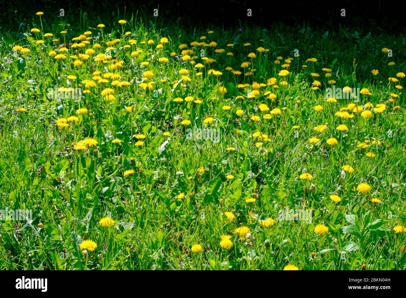 jardín rural lleno de diente de león común taraxacum officinale en primavera zala condado hungría Foto de stock