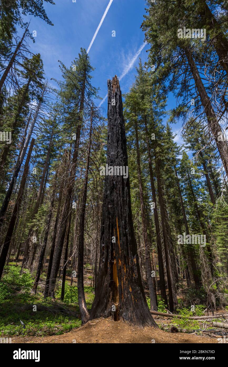 Vista de la tocón arbórea quemada en Tuolumne Grove Trail, Parque Nacional Yosemite, Patrimonio de la Humanidad de la UNESCO, California, Estados Unidos, América del Norte Foto de stock