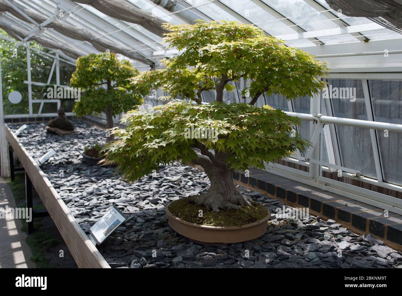 Bonsai House Alpine House no. 24 Conservatorio Acero Cristal Blanco