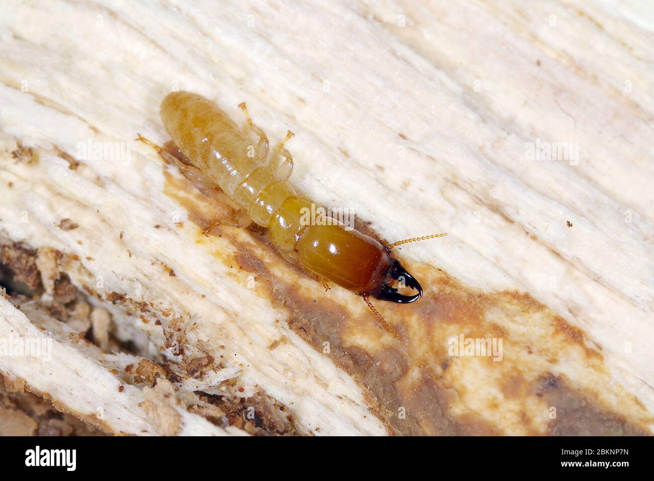 Soldado de la termita de madera seca de color amarillo (Kalotmes flavicollis), una plaga grave en los países mediterráneos Foto de stock