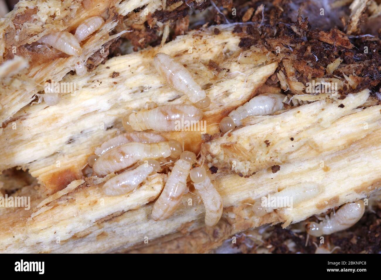 Trabajadores de la termita de madera seca de color amarillo (Kalotmes flavicollis), una plaga grave en los países mediterráneos Foto de stock
