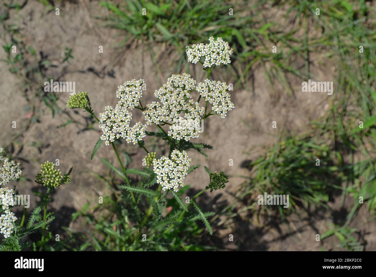 Achillea millefolium, una hierba peluda con rizoma, una familia de Asteraceae. Flores blancas rodeadas de hojas verdes. Foto horizontal Foto de stock
