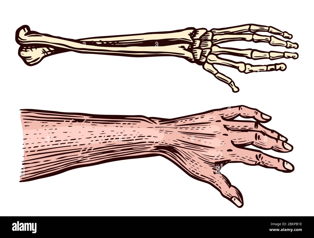 Esqueleto artificial Imágenes vectoriales de stock Alamy