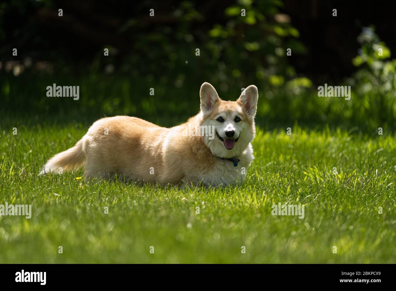 Perro Corgi Foto de stock