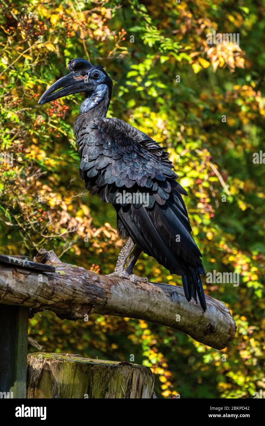 El abisinio terrestre del Norte, Bucorvus abyssinicus Bucero o norte de tierra es un pájaro africano de bucero, encontró al norte del ecuador, y es uno de o Foto de stock