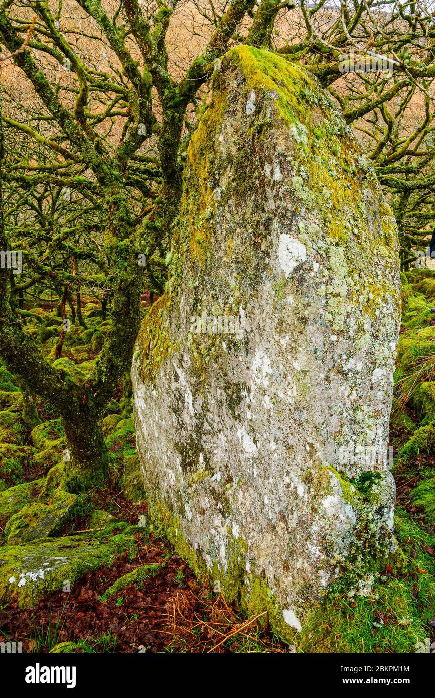 Wistman's Wood, un pequeño remanente de bosques milenarios en Dartmoor Devon Foto de stock