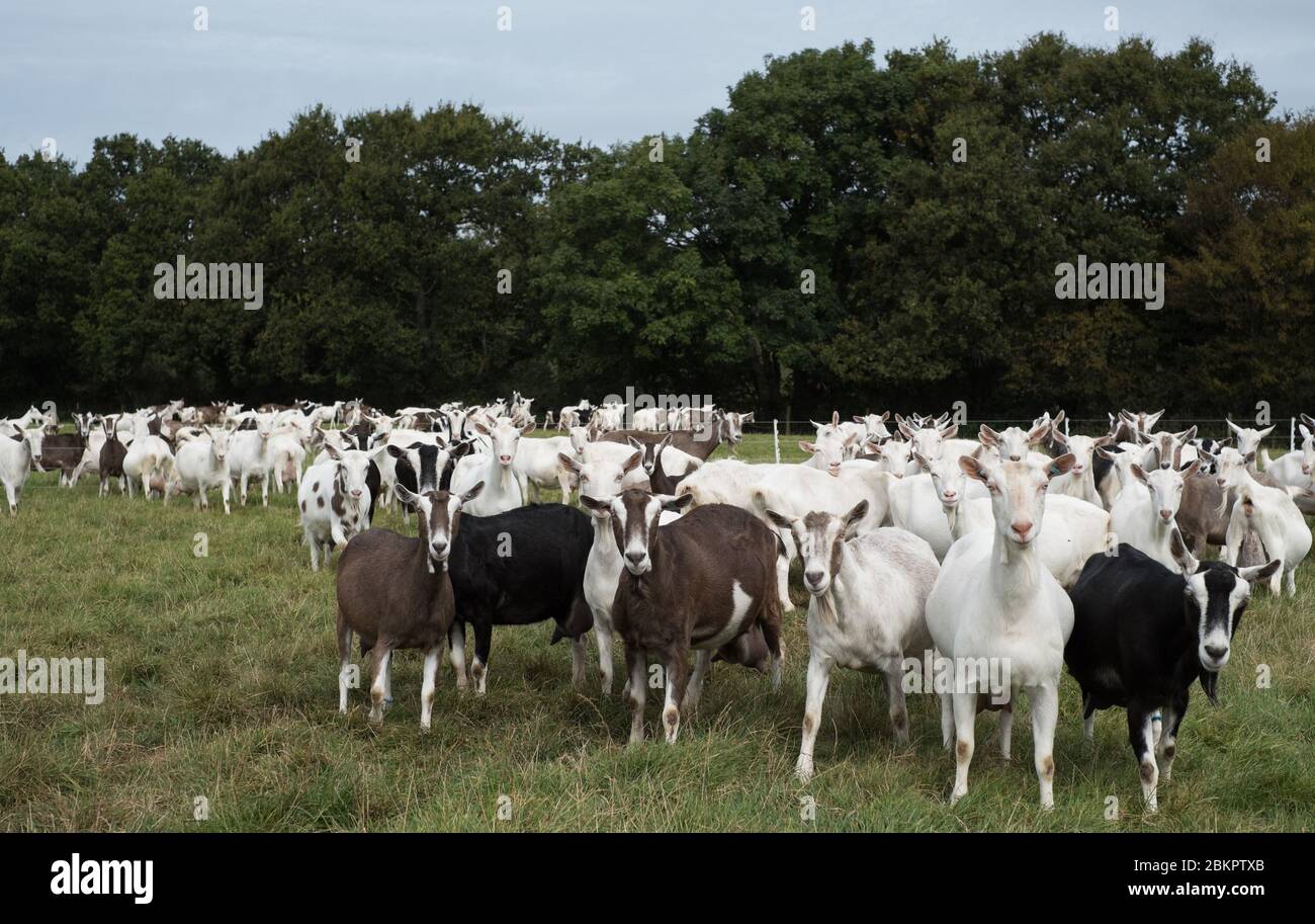 Cabras en Golden Cross Cheese, Greenacres Farm, Holmes Hill, Sussex Foto de stock