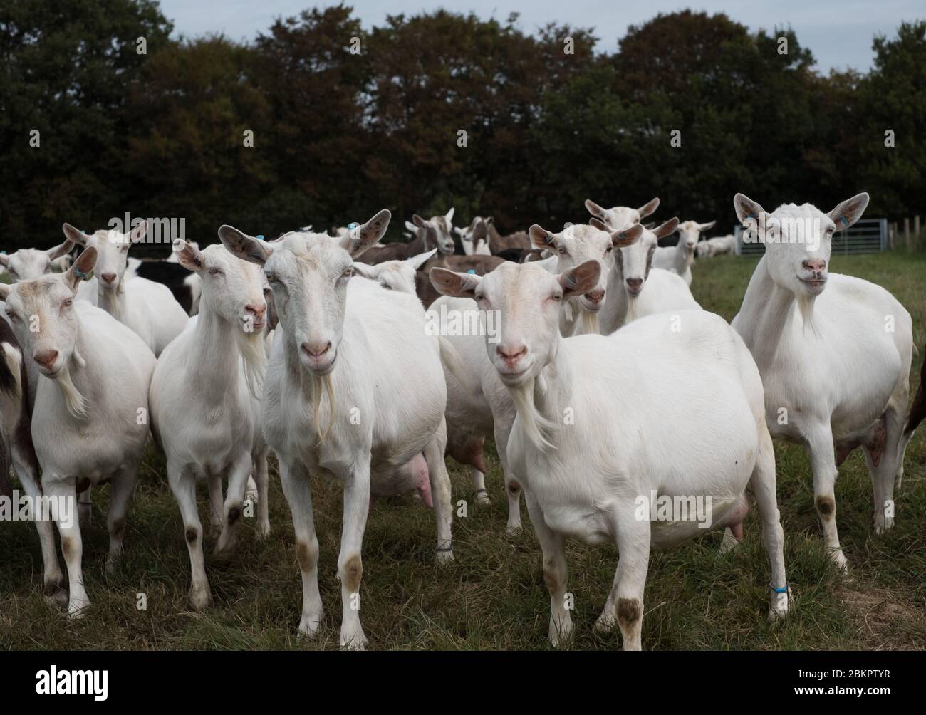 Cabras en Golden Cross Cheese, Greenacres Farm, Holmes Hill, Sussex Foto de stock