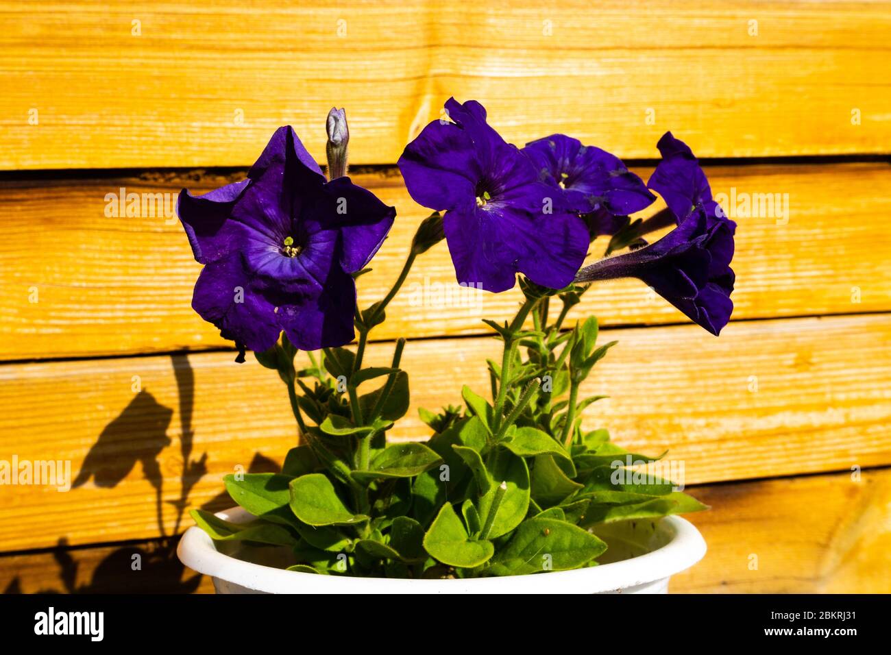 Petunia morada oscura fotografías e imágenes de alta resolución - Alamy