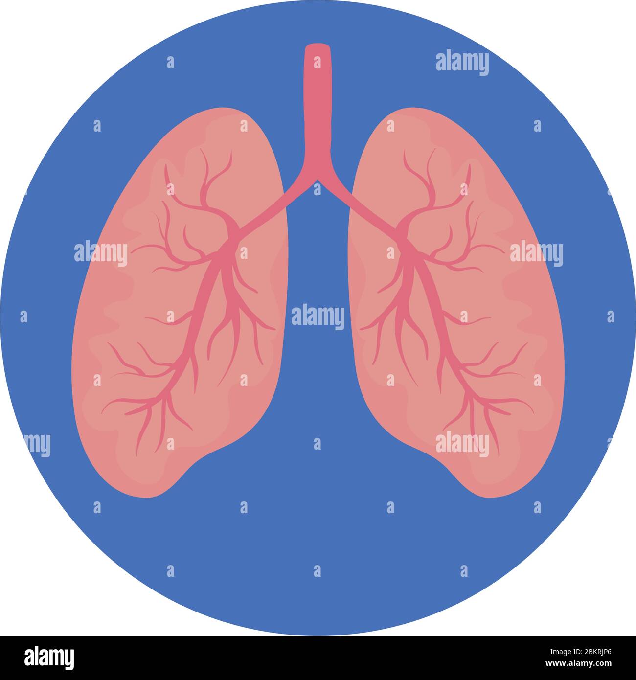 Los pulmones de organos humanos icono aislado Imagen Vector de stock Los pulmones de organos humanos icono aislado Imagen Vector de stock