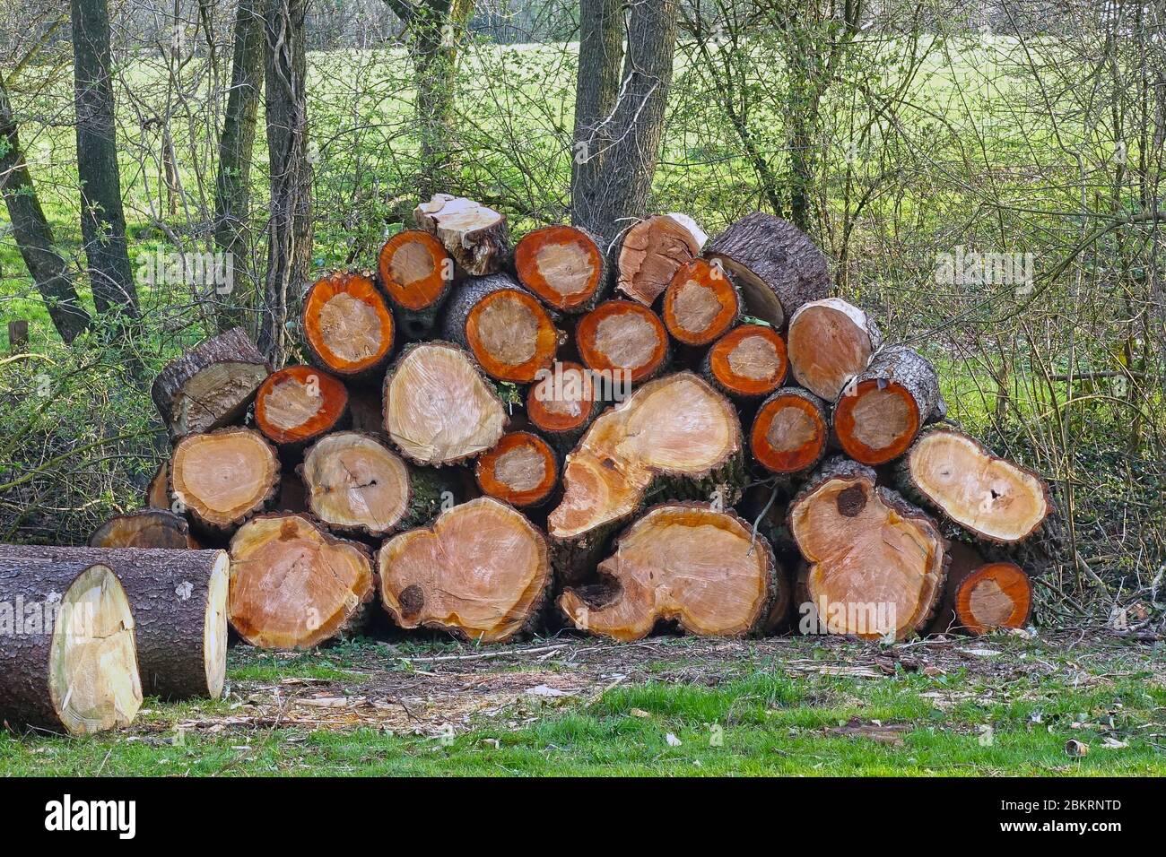 Pila de madera de fuego seca en un prado. Foto de stock
