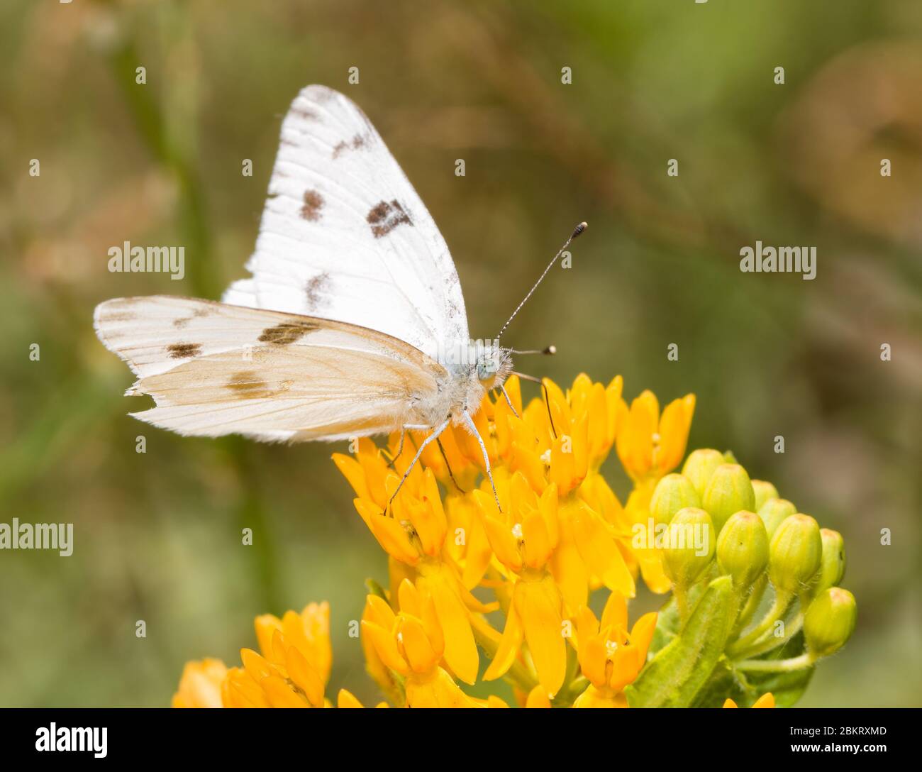 Mariposa blanca a cuadros alimentándose en una flor amarilla de la Butterflyweed Foto de stock