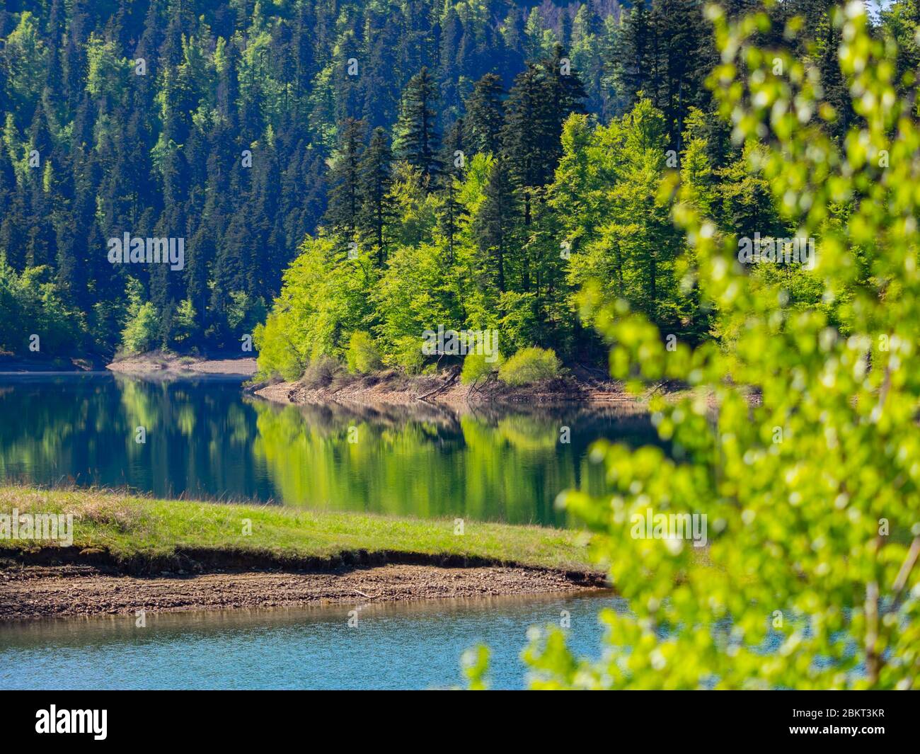 Temporada de primavera en bosque verde Lokve lago Croacia Europa Foto de stock
