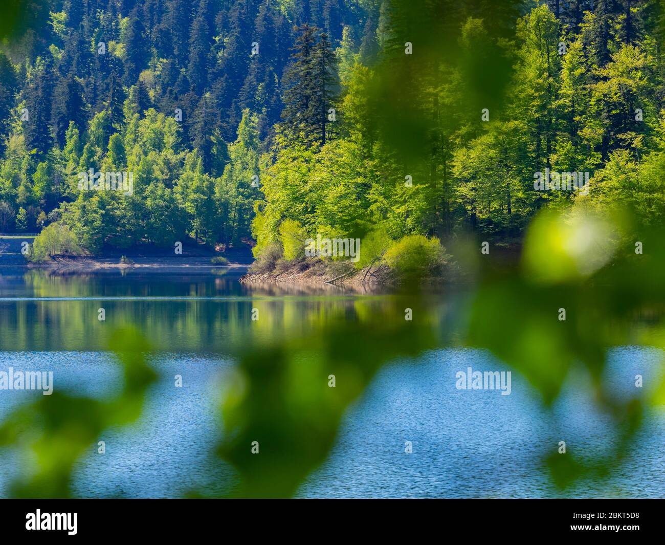 Temporada de primavera en bosque verde Lokve lago Croacia Europa Foto de stock