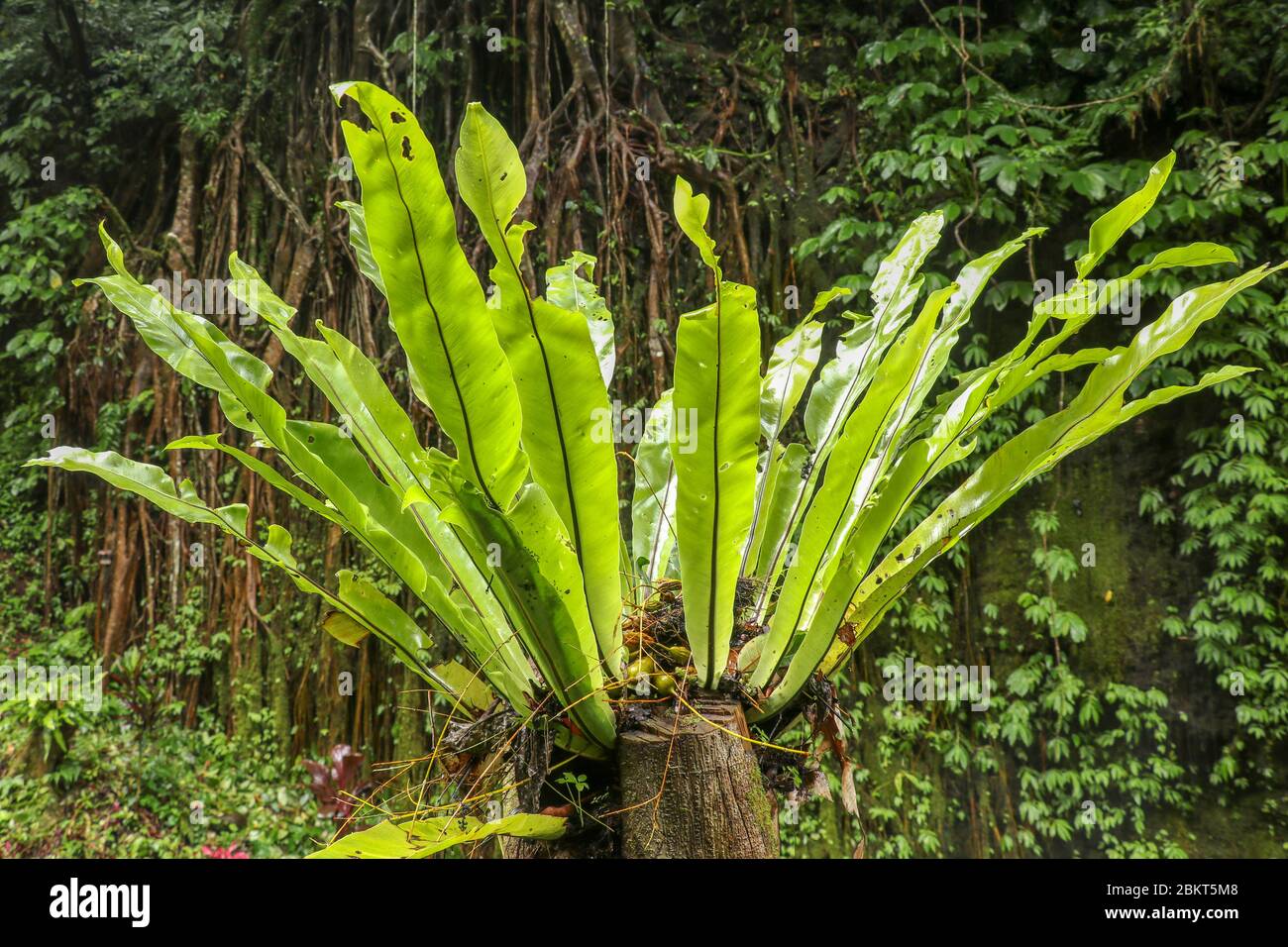 Asplenium nidus epiphyte sale de cerca. Hojas verdes de foco suave de nido de pájaro de Fern en la selva tropical, decoración exterior. Planta verde Foto de stock