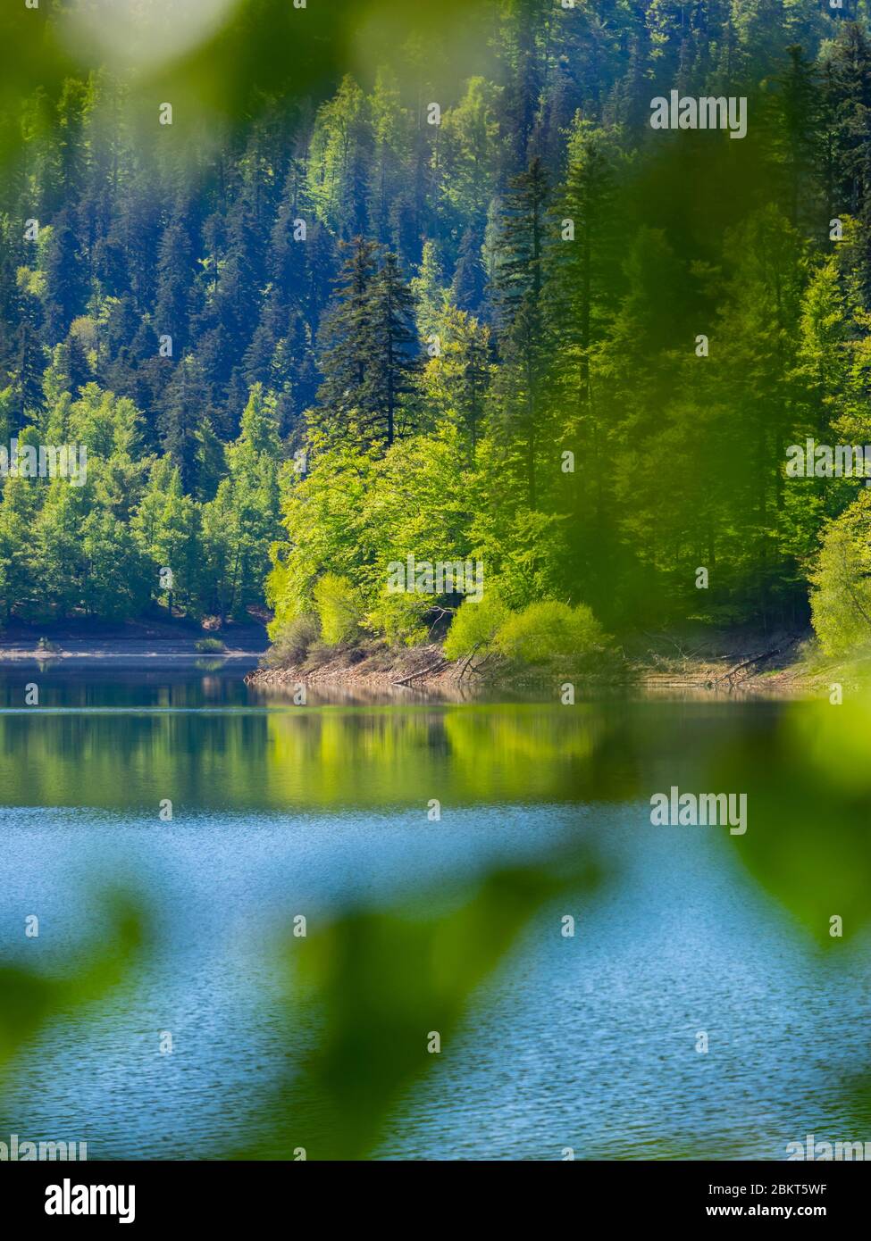 Temporada de primavera en bosque verde Lokve lago Croacia Europa Foto de stock