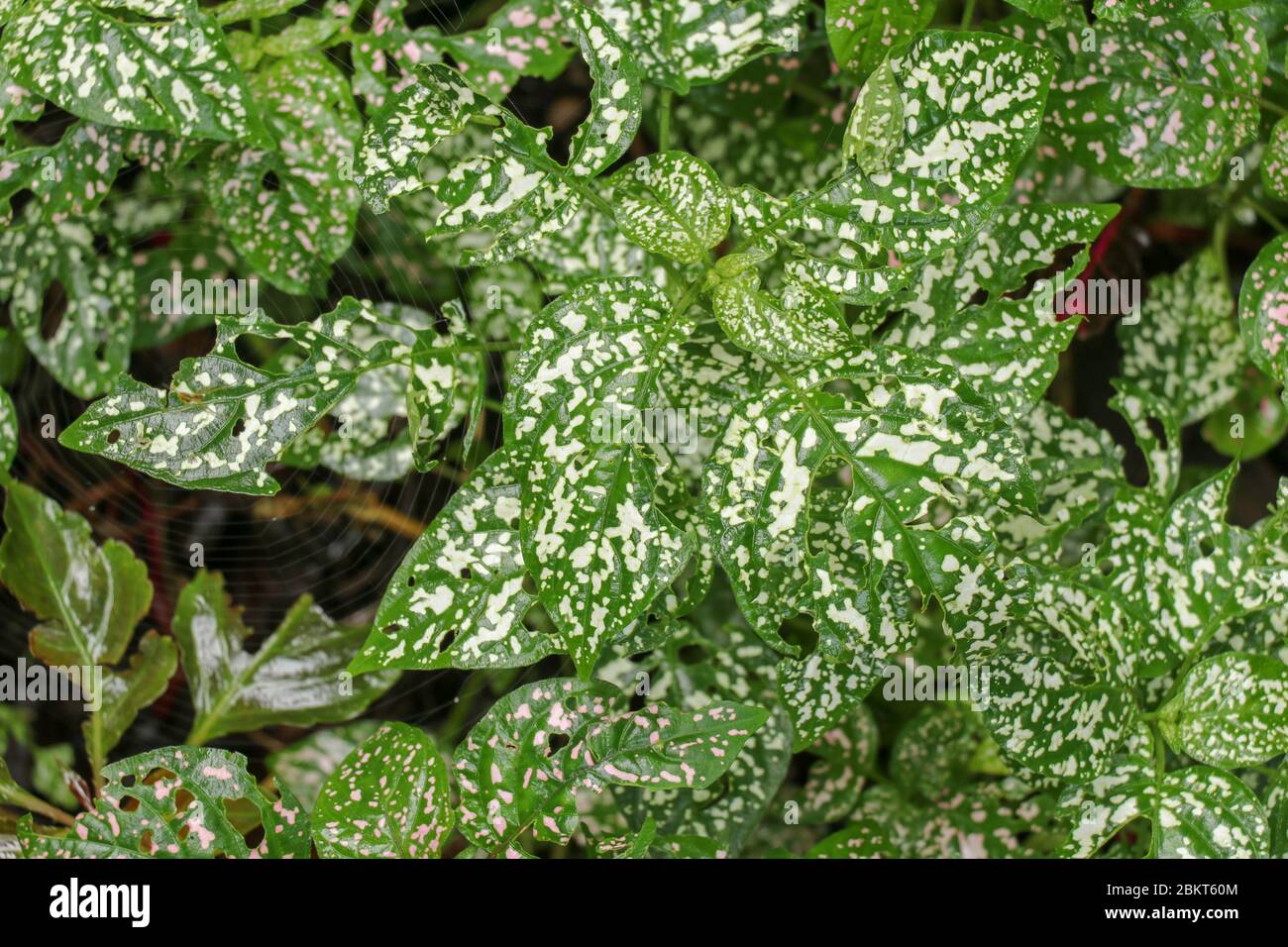 idea Mitones sequía manchas blancas hojas plantas alfiler ella es oferta