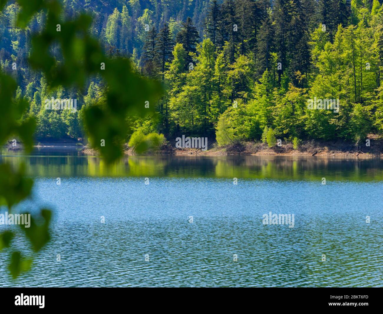Temporada de primavera en bosque verde Lokve lago Croacia Europa Foto de stock