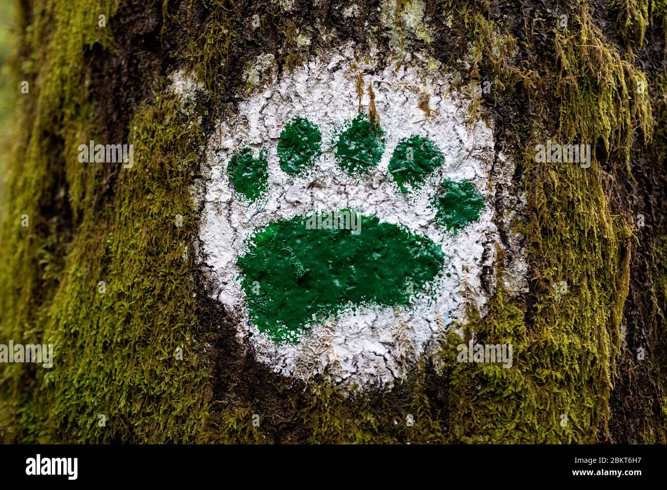 Marca de senderismo en forma de oso pata en el árbol, Kocevski Rog, Kocevje, Slovneia Foto de stock