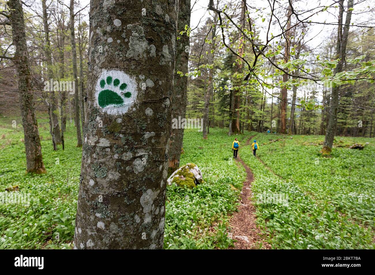 Madre e hijo caminando en el bosque, Marca de senderismo en forma de oso pata en el árbol, Kocevski Rog, Kocevje, Slovneia Foto de stock